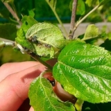 Kako se riješiti lisnih uši na šljivi